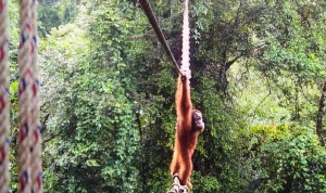 Endangered orangutan uses canopy bridge to cross road for the first time