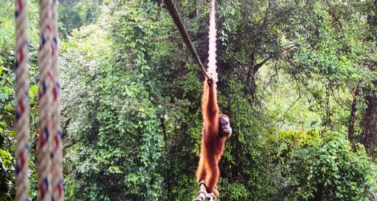 Endangered orangutan uses canopy bridge to cross road for the first time