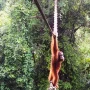 Endangered orangutan uses canopy bridge to cross road for the first time