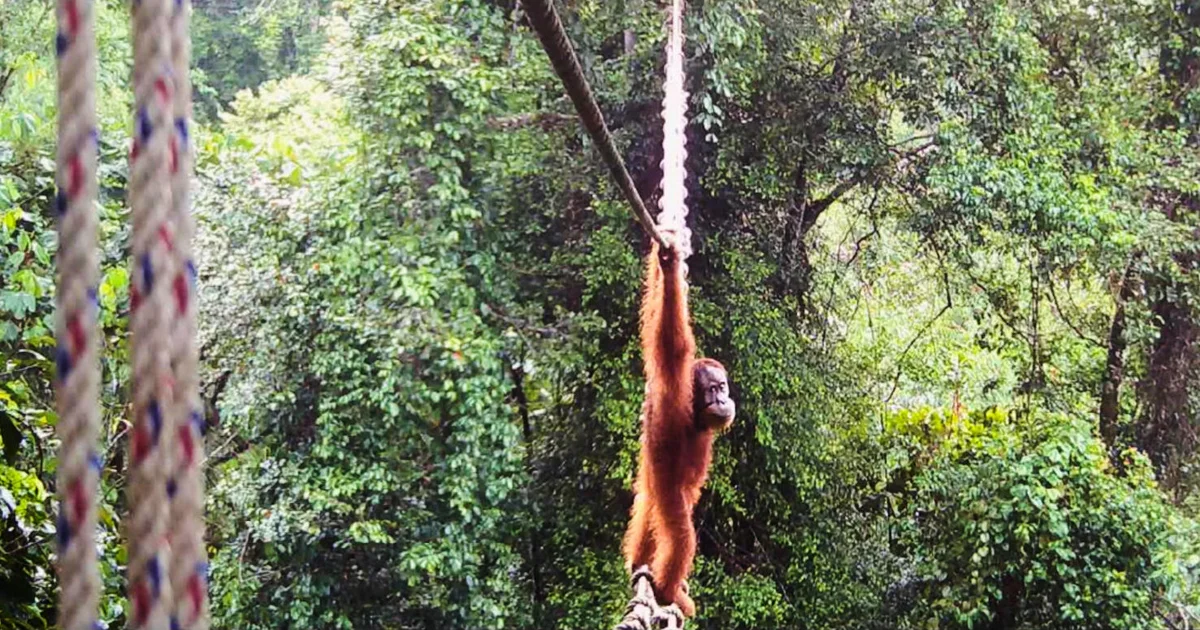 Endangered orangutan uses canopy bridge to cross road for the first time