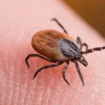 ER Visits for Tick Bites Reach Multi-Year Seasonal Peak Amid Disease Concerns