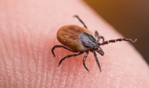 ER Visits for Tick Bites Reach Multi-Year Seasonal Peak Amid Disease Concerns