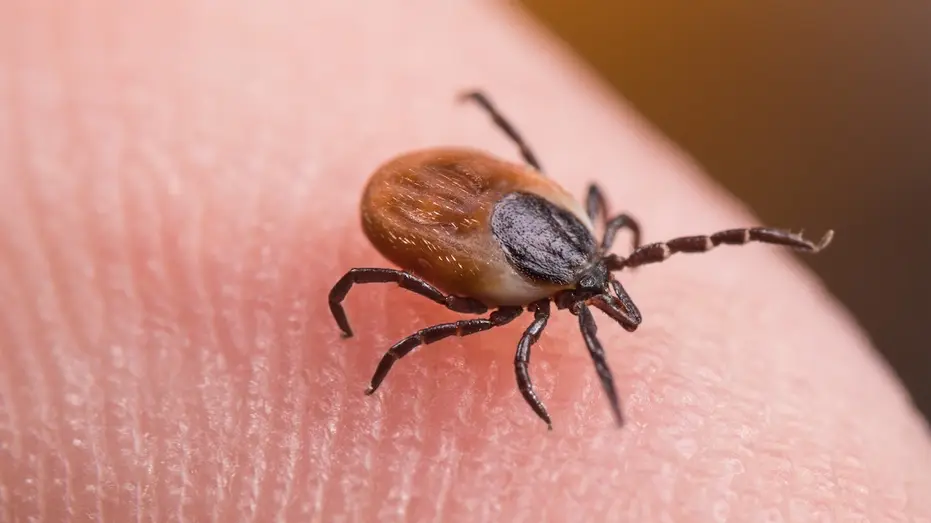 ER Visits for Tick Bites Reach Multi-Year Seasonal Peak Amid Disease Concerns