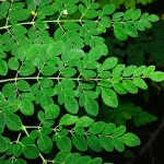 FDA Investigates Salmonella Outbreak Linked to Moringa Powder