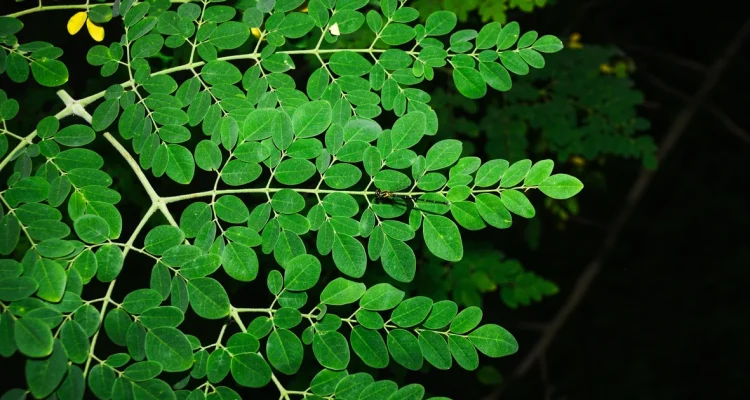 FDA Investigates Salmonella Outbreak Linked to Moringa Powder