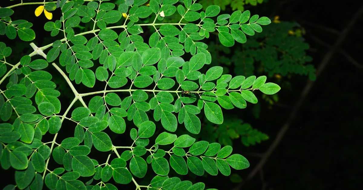 FDA Investigates Salmonella Outbreak Linked to Moringa Powder