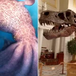 Giant' ancient octopus hunted alongside dinosaurs using crushing jaws 100M years ago: study