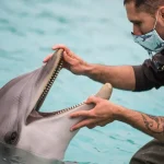 Google AI Decoding Dolphin Communication