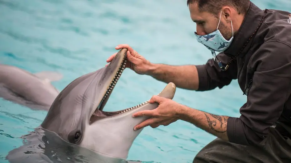 Google AI Decoding Dolphin Communication