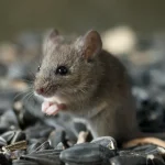 Hantavirus Exposure Risk Potentially Underestimated in Certain U.S. Regions, Study Suggests