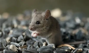 hantavirus-risk-in-us-may-be-underestimated-study-suggests-42112 Hantavirus Risk in US May Be Underestimated, Study Suggests