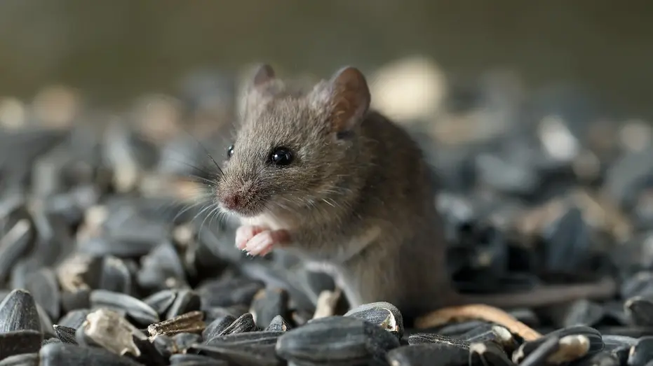 Hantavirus Risk in US May Be Underestimated, Study Suggests