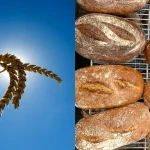Improving Bread Quality