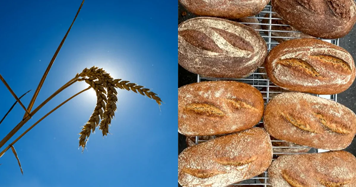 Improving Bread Quality