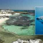 Man Fatalities After Encounter with 13-Foot Great White Shark Near Resort