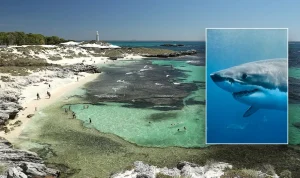 man-fatalities-after-encounter-with-13-foot-great-white-shark-near-resort-10368 Man Fatalities After Encounter with 13-Foot Great White Shark Near Resort