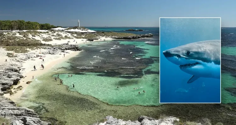 Man Fatalities After Encounter with 13-Foot Great White Shark Near Resort