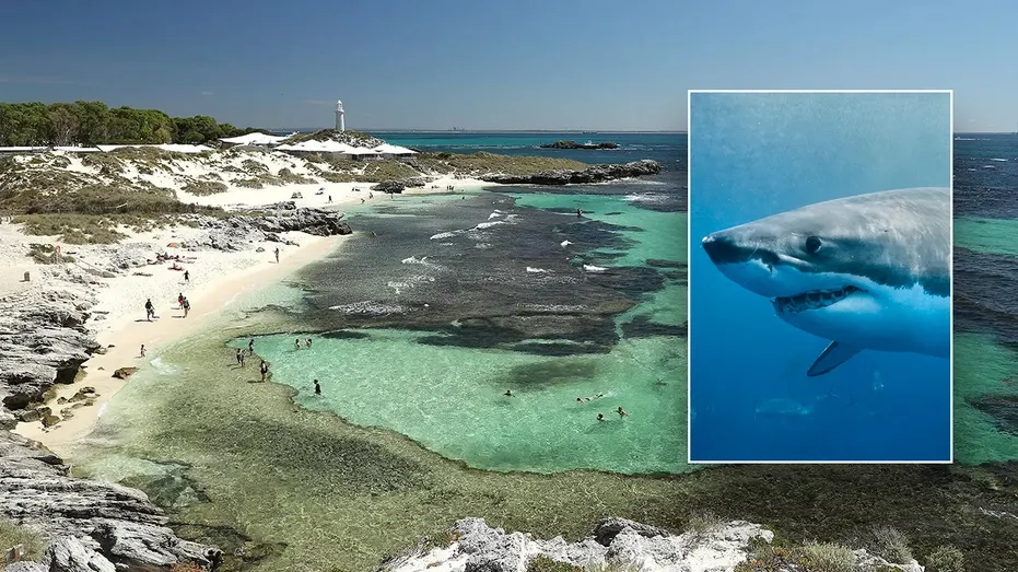 Man Fatalities After Encounter with 13-Foot Great White Shark Near Resort