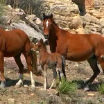 Mares and Foals