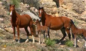 Mares and Foals