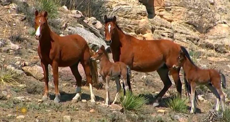 Mares and Foals
