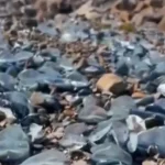 Massive jellyfish-like fish sightings on West Coast beaches