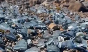 Massive jellyfish-like fish sightings on West Coast beaches