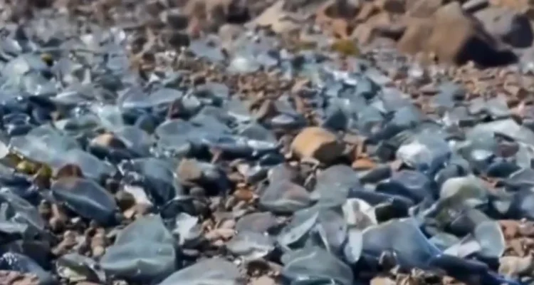 Massive jellyfish-like fish sightings on West Coast beaches