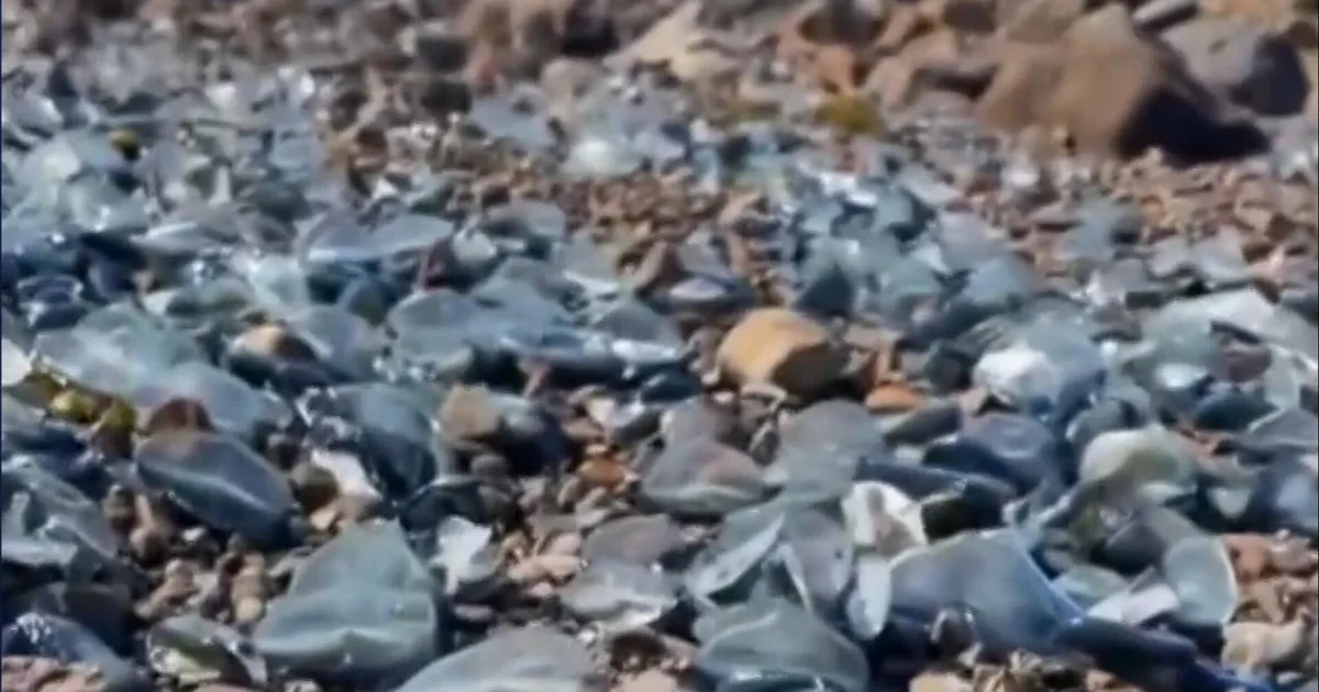 Massive jellyfish-like fish sightings on West Coast beaches