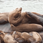 Massive Sea Lion Stuns Tourists at Popular US Destination