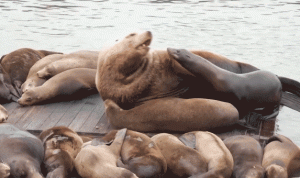 Massive Sea Lion Stuns Tourists at Popular US Destination
