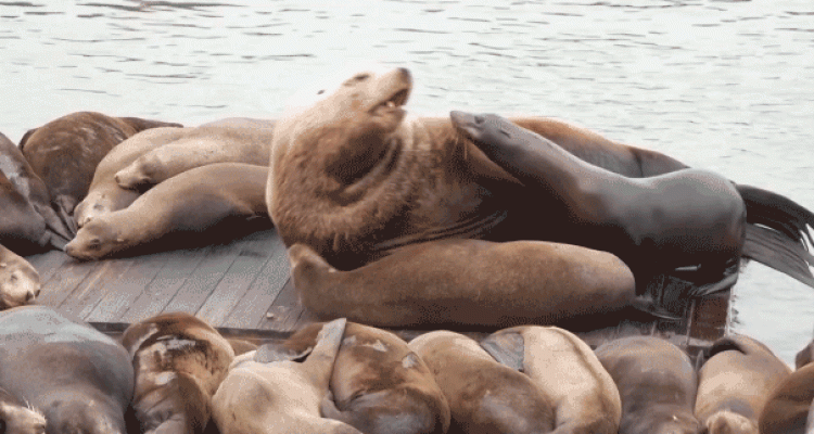 Massive Sea Lion Stuns Tourists at Popular US Destination