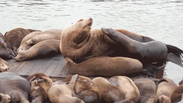 Massive Sea Lion Stuns Tourists at Popular US Destination