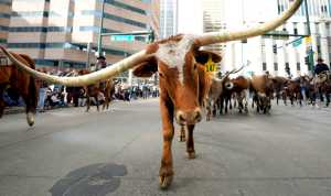 Mayor of Dallas Criticizes New York's 'Punishment of Success' While Promoting 'Y'all Street' to Wealthy Relocators