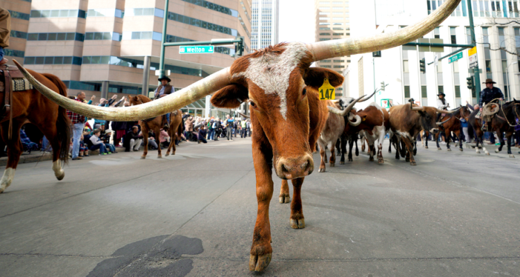 Mayor of Dallas Criticizes New York's 'Punishment of Success' While Promoting 'Y'all Street' to Wealthy Relocators