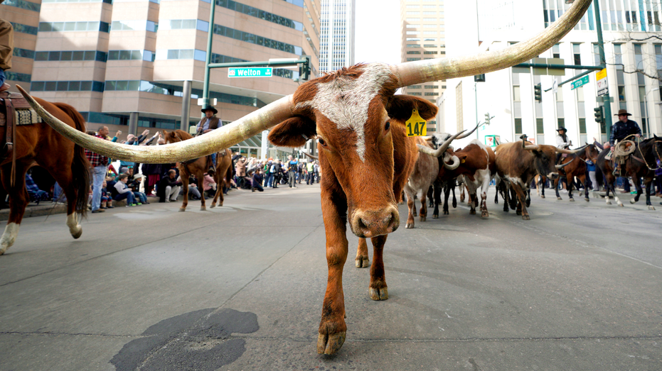 Mayor of Dallas Criticizes New York's 'Punishment of Success' While Promoting 'Y'all Street' to Wealthy Relocators
