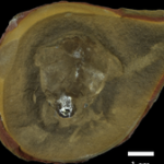 Octopus Misidentified as World's Oldest