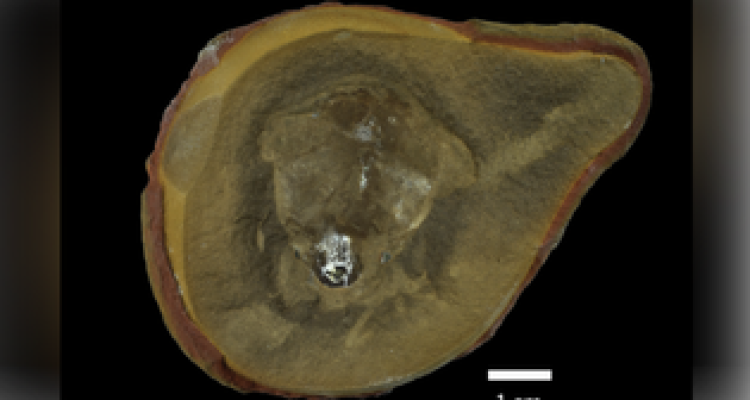 Octopus Misidentified as World's Oldest
