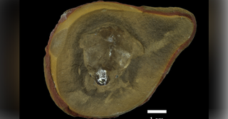 Octopus Misidentified as World's Oldest