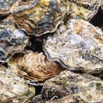 Recalled Oysters and Clams Linked to Norovirus Outbreaks in Nine States