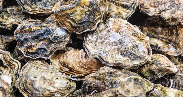 Recalled Oysters and Clams Linked to Norovirus Outbreaks in Nine States