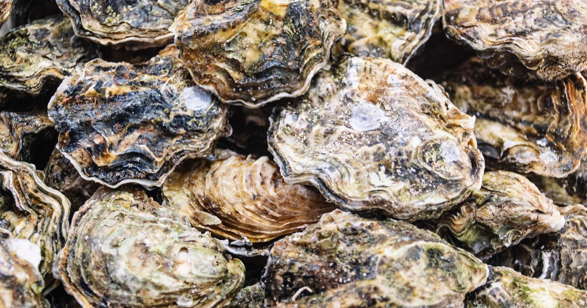 Recalled Oysters and Clams Linked to Norovirus Outbreaks in Nine States