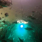 Salmon exposed to cocaine swim further, study finds