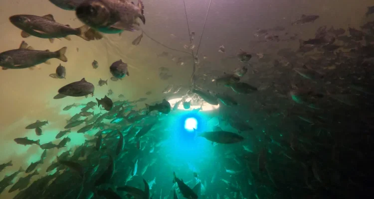 Salmon exposed to cocaine swim further, study finds