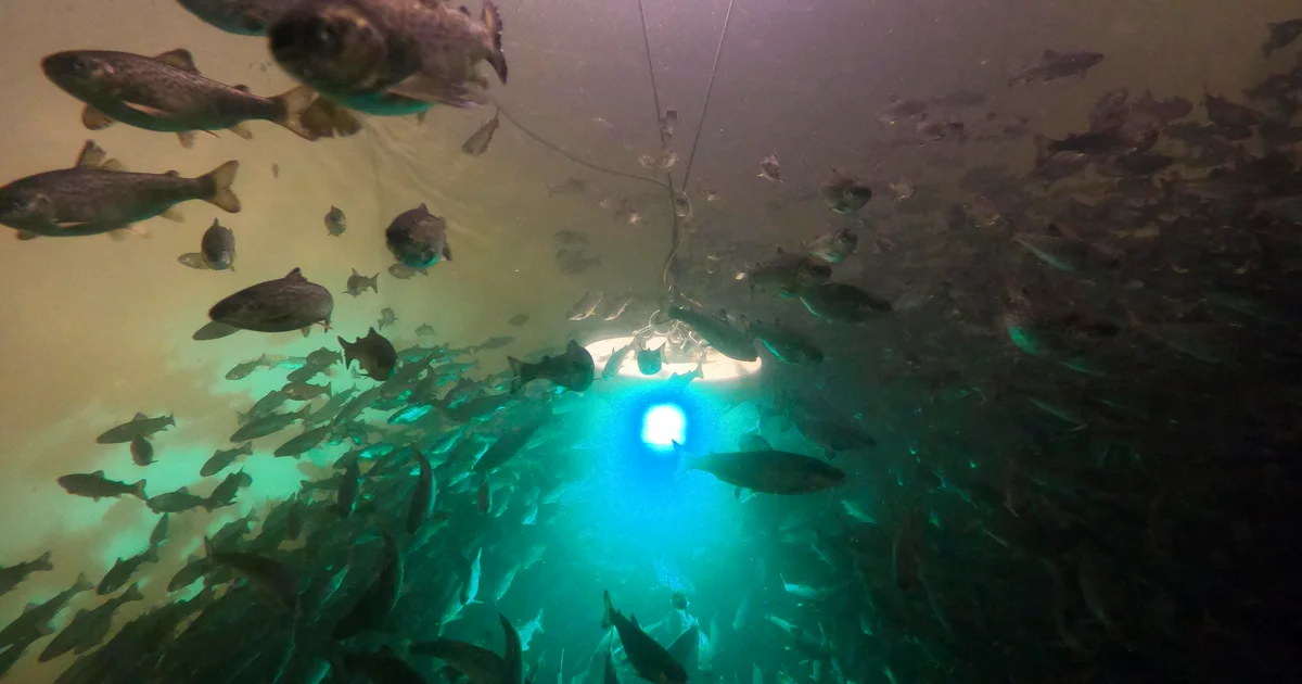 Salmon exposed to cocaine swim further, study finds