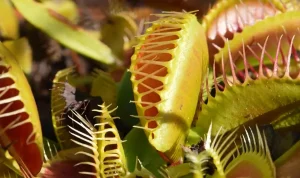 Saving the Venus flytrap
