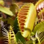 Saving the Venus flytrap
