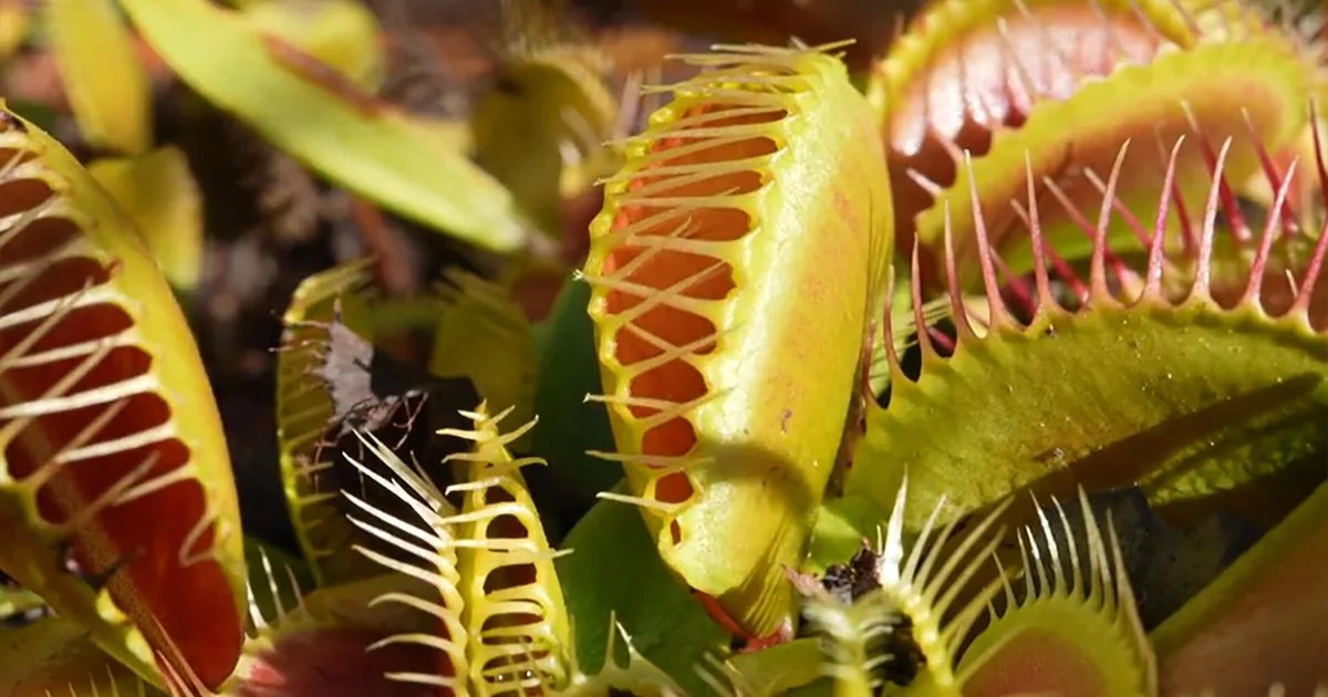Saving the Venus flytrap