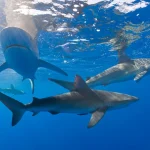 Sharks in the Bahamas Test Positive for Drugs