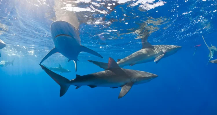Sharks in the Bahamas Test Positive for Drugs